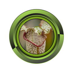 jardin jardinage plante plantation printemps bouton fleur