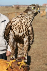 Azor joven sobre el puño. Accipiter gentilis