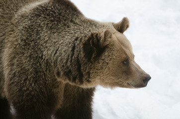 Braunbär, Brown Bear, Ursus arctos