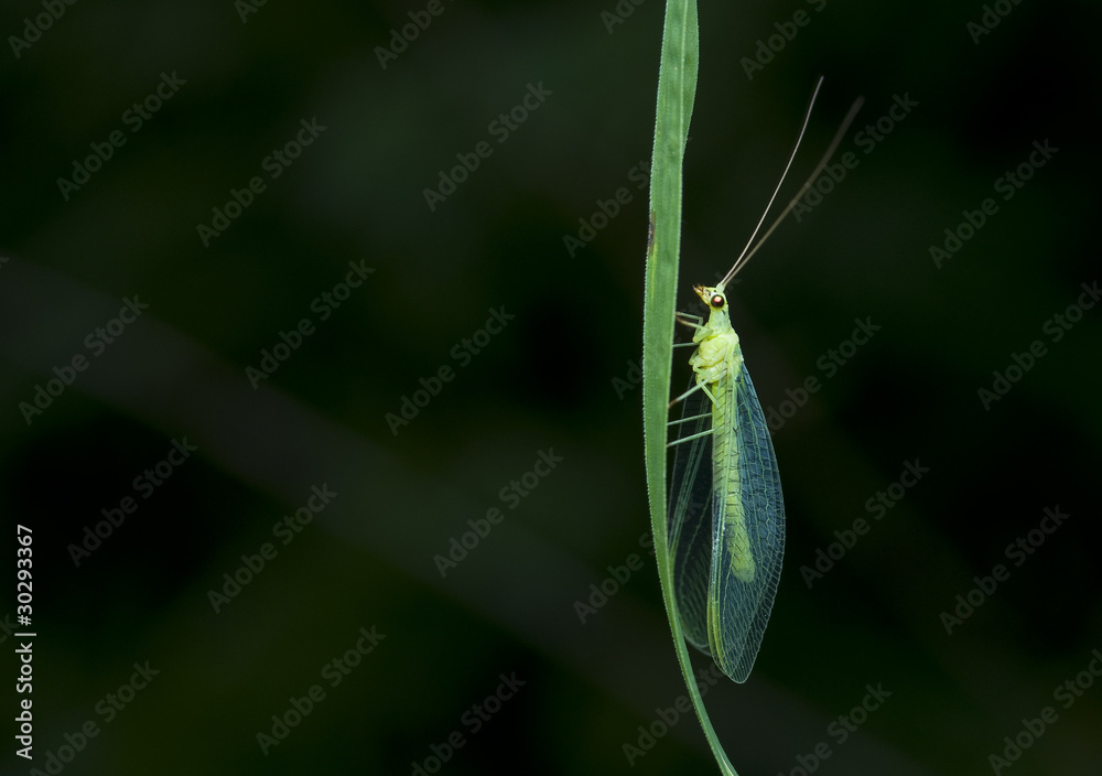 Wall mural Chrysoperla carnea