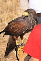 Harris Hawk.