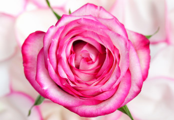 Pink Rose