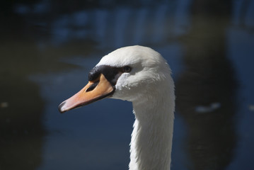 Obraz premium Swan profile