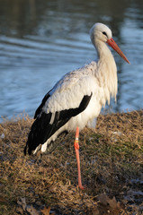 White Stork standing by a pond