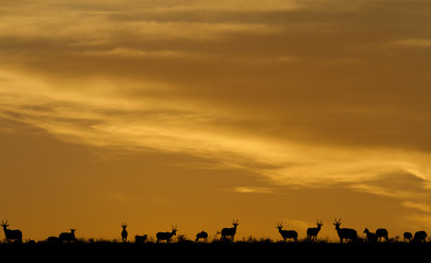 A herd of Blesbuck antelope on the plains under the setting sun