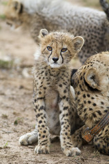 Cheetah family