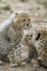 Cheetah family