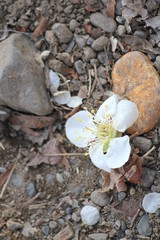 落ちた梅の花びら