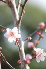 梅の花