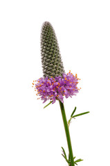 Naklejka premium Purple Prairie Clover (Dalea purpurea) Wildflower