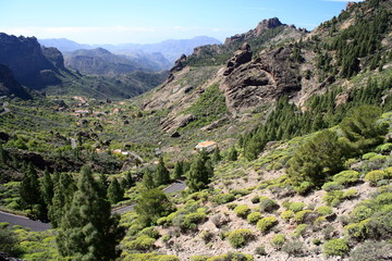 Fototapeta na wymiar forest on Gran Canaria