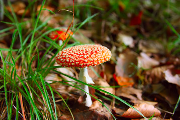 Toadstool