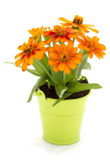 Petites fleurs poussant dans un seau