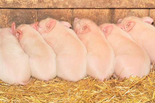 Sleeping pigs