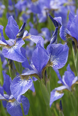 Zakwitły kwiaty irysy © Pablo Lagarto