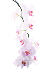 pink spotted  orchids isolated on white background