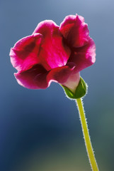 Obraz premium gloxinia flower macro
