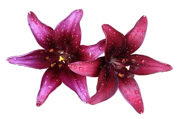 Abwaschbare Fototapete Wasserlilien Lilien im Regen