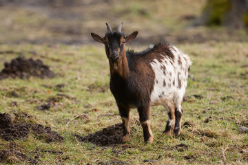 Zwergziege, Pygmy goat