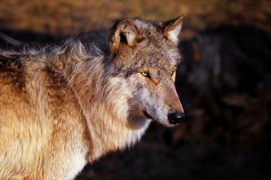 wolf facing the wind