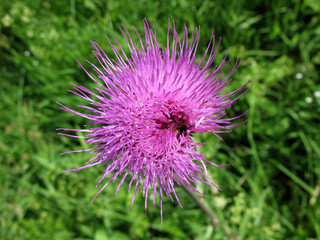 Field Thistle (Cirsium arvense), family Asteraceae