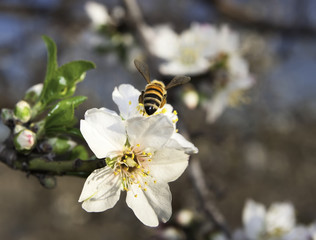 Bee flies on an almond tree