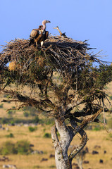 Rüppell's Vulture, Gyps rueppellii, Masai Mara, Kenya