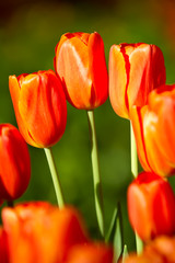 Red tulip flowers during easter season