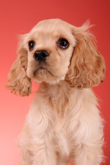 Puppy cocker spaniel on a white background