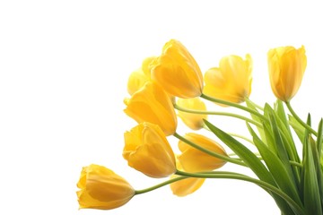 Yellow tulips