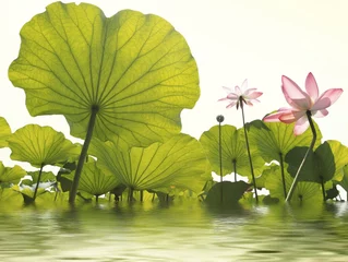 Acrylic prints Lotusflower Lotus