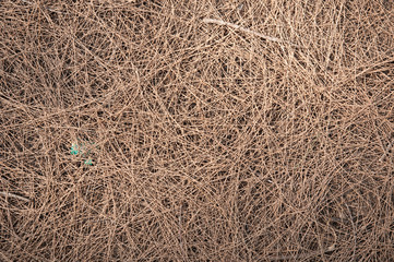 dried pine needles