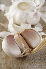 fresh garlic head on wood background