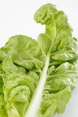 fresh lettuce on white background