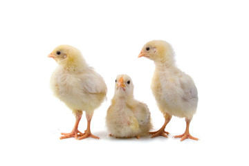 Chickens