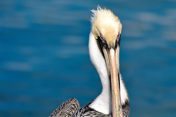 Pelican Portrait Close Up with Ocean in Background