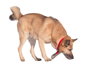 West Siberian Laika (Husky)