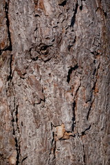 pine tree texture