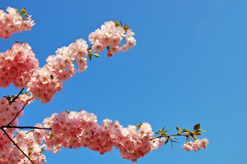 Flowering Japanese cherry tree branches against a clear blue sky