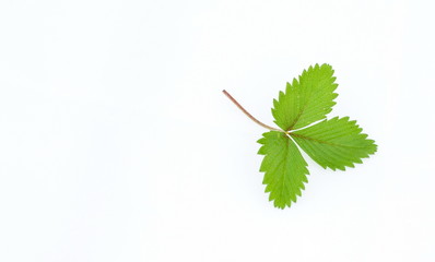 wild strawberry leaf