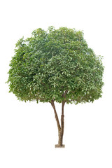 sweet osmanthus tree