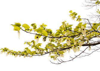 Branch of a pocket handkerchief tree against the sky