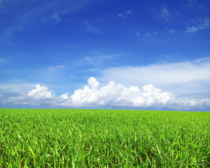 Obraz premium field