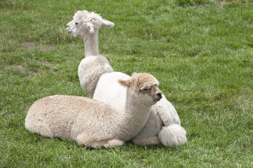 Naklejka premium Alpacas Together