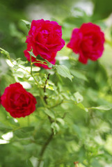 red rose