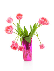 Dutch tulips in pink vase over white background