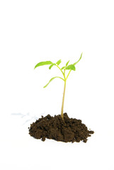 plant