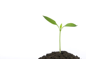 green plant
