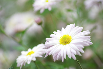 Obraz premium flowers