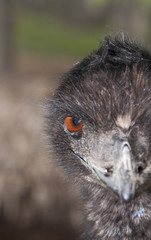 Emu Eye